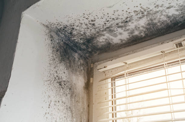 Affordable Attic Mold Remediation solutions in Hampstead, MD